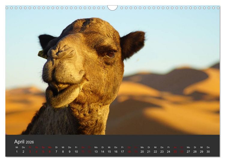 Produktbild: Marokko im Farbenrausch (Wandkalender 2026 DIN A3 quer), CALVENDO Monatskalender