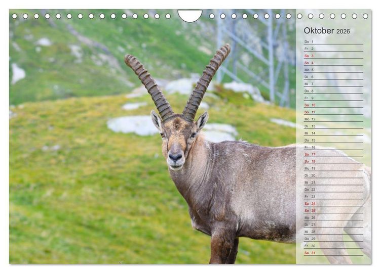 Produktbild: Bergk&ouml;nige - Steinb&ouml;cke im Blickpunkt der Naturforografie (Wandkalender 2026 DIN A4 quer), CALVENDO Monatskalender