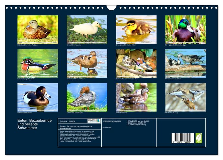 Produktbild: Enten. Bezaubernde und beliebte Schwimmer (Wandkalender 2026 DIN A3 quer), CALVENDO Monatskalender