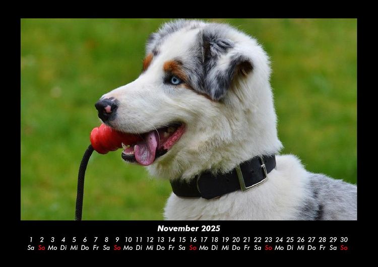 Produktbild: Hunde 2025 Fotokalender DIN A3