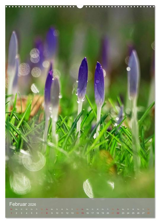 Produktbild: Mit Bokeh-Fotografie durch das Jahr (Wandkalender 2026 DIN A2 hoch), CALVENDO Monatskalender