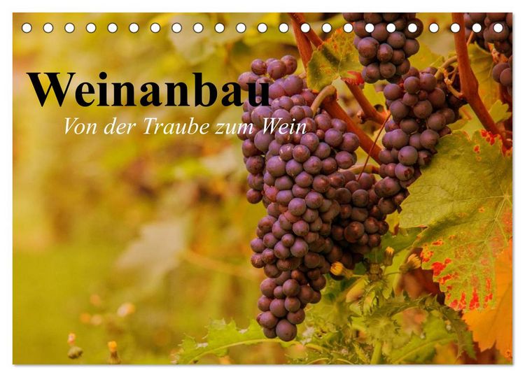 Produktbild: Weinanbau. Von der Traube zum Wein (Tischkalender 2026 DIN A5 quer), CALVENDO Monatskalender