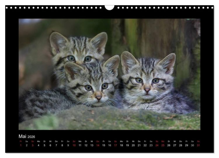 Produktbild: Wolf, Luchs und Co. - Tierbilder aus dem Bayerischen Wald (Wandkalender 2026 DIN A3 quer), CALVENDO Monatskalender