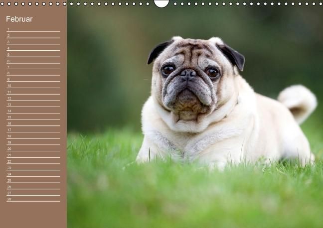 Produktbild: Ein Mops f&uuml;rs Herz (Wandkalender immerw&auml;hrend DIN A3 quer)