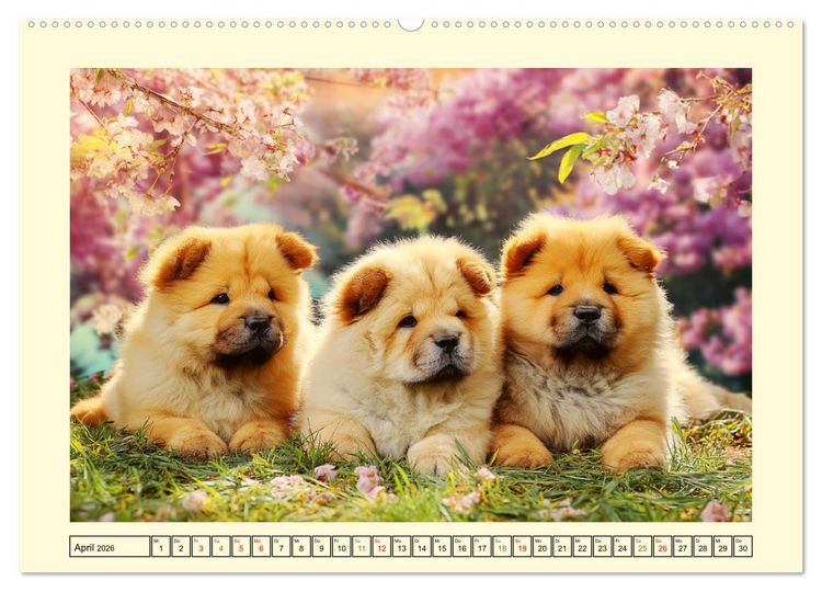 Produktbild: Chow Chow Momente. Fellpoesie aus dem Reich der Mitte (hochwertiger Premium Wandkalender 2026 DIN A2 quer), Kunstdruck in Hochglanz