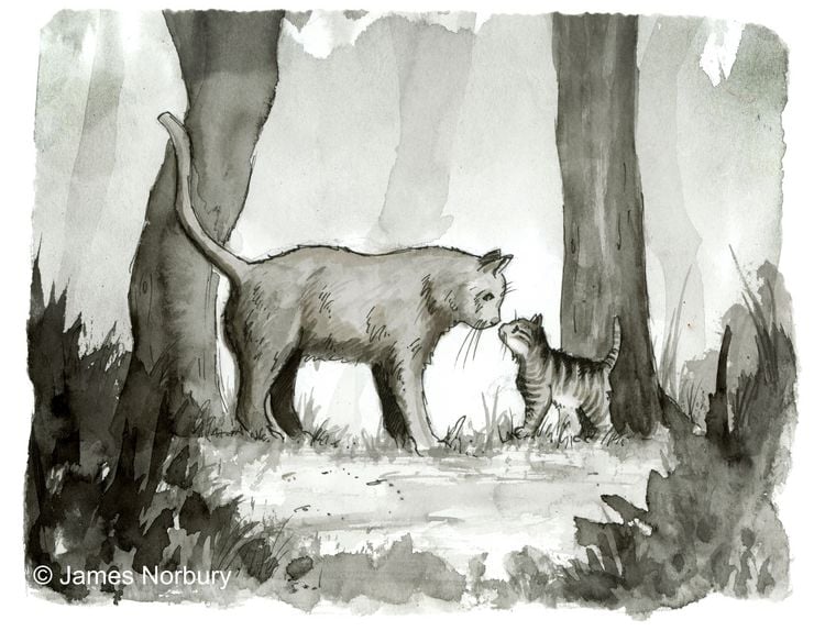 Produktbild: Die Katze, die nach Weisheit sucht