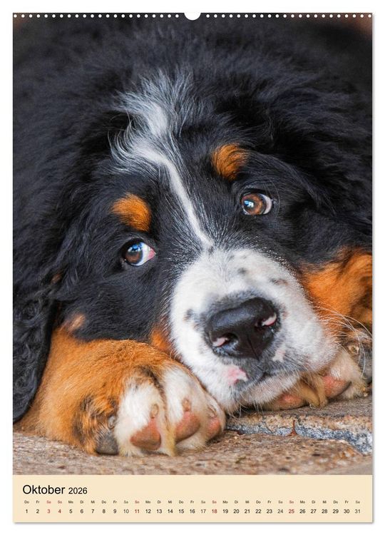 Produktbild: Schweizer Sennenhunde stellen sich vor (Wandkalender 2026 DIN A2 hoch), CALVENDO Monatskalender