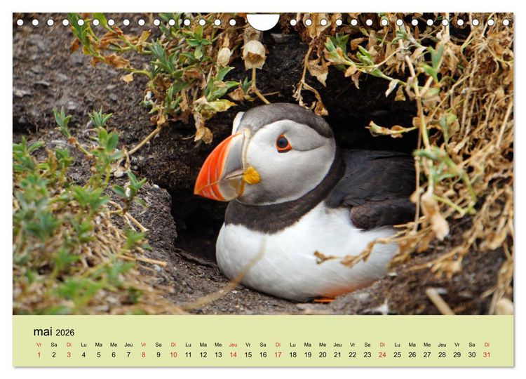 Produktbild: Macareux-moines Des petits oiseaux originaux! (Calendrier mural 2026 DIN A4 vertical), CALVENDO calendrier mensuel