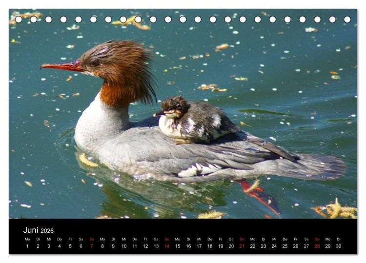 Produktbild: Die Kinderstube der Wasserv&ouml;gel (Tischkalender 2026 DIN A5 quer), CALVENDO Monatskalender