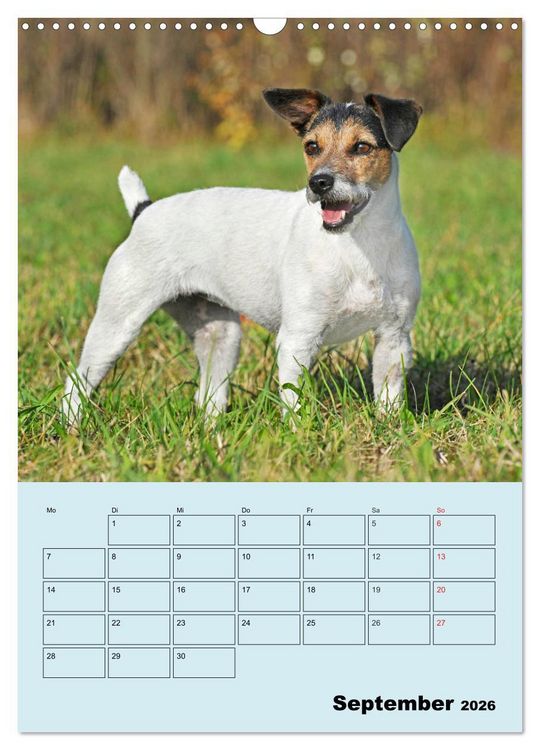 Produktbild: Familienplaner Jack und Parson Russell Terrier (Wandkalender 2026 DIN A3 hoch), CALVENDO Monatskalender
