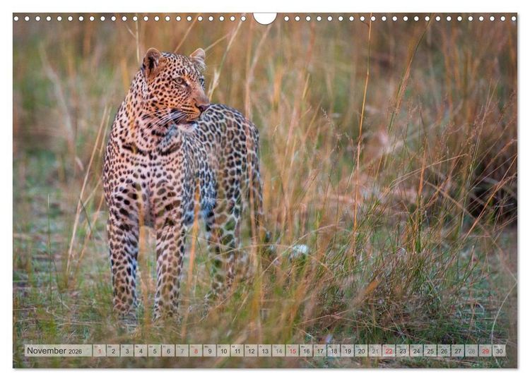 Produktbild: Emotionale Momente: Afrikas Big Five (Wandkalender 2026 DIN A3 quer), CALVENDO Monatskalender