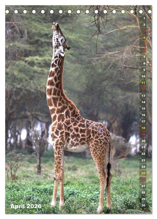 Produktbild: Giraffen - Anmut und Sanftheit (Tischkalender 2026 DIN A5 hoch), CALVENDO Monatskalender