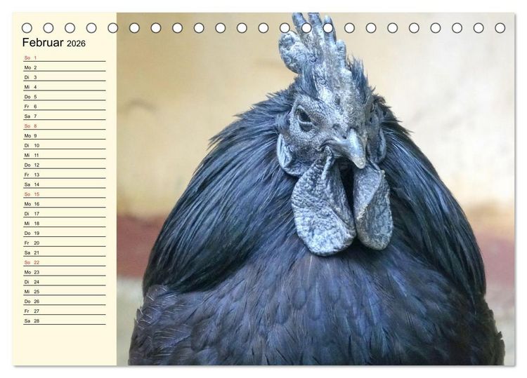 Produktbild: H&uuml;hner. Intelligent, sch&ouml;n und faszinierend (Tischkalender 2026 DIN A5 quer), CALVENDO Monatskalender
