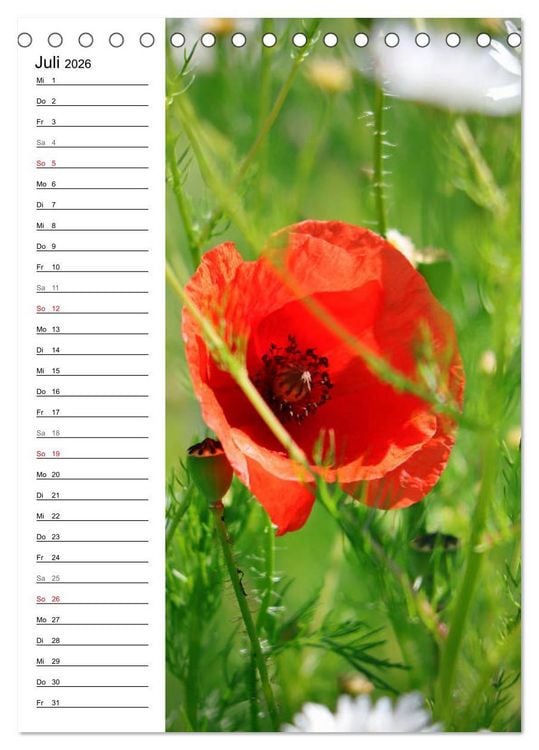 Produktbild: Mohn, zarte Bl&uuml;ten, starke Farben, der Geburtstagskalender (Tischkalender 2026 DIN A5 hoch), CALVENDO Monatskalender
