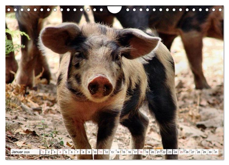 Produktbild: Von S&auml;uen die Schwein haben! (Wandkalender 2026 DIN A4 quer), CALVENDO Monatskalender