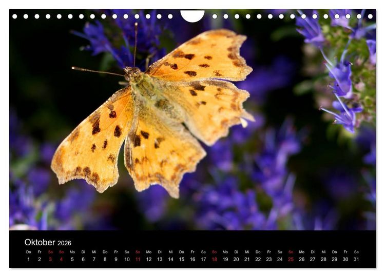 Produktbild: Heimische Schmetterlinge (Wandkalender 2026 DIN A4 quer), CALVENDO Monatskalender