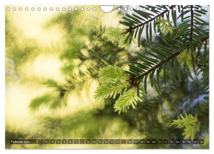 Produktbild: Feng Shui Farben - Element: Holz (Wandkalender 2026 DIN A4 quer), CALVENDO Monatskalender