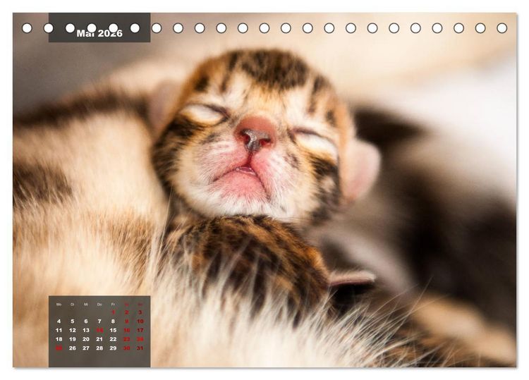 Produktbild: Bengal K&auml;tzchen (Tischkalender 2026 DIN A5 quer), CALVENDO Monatskalender