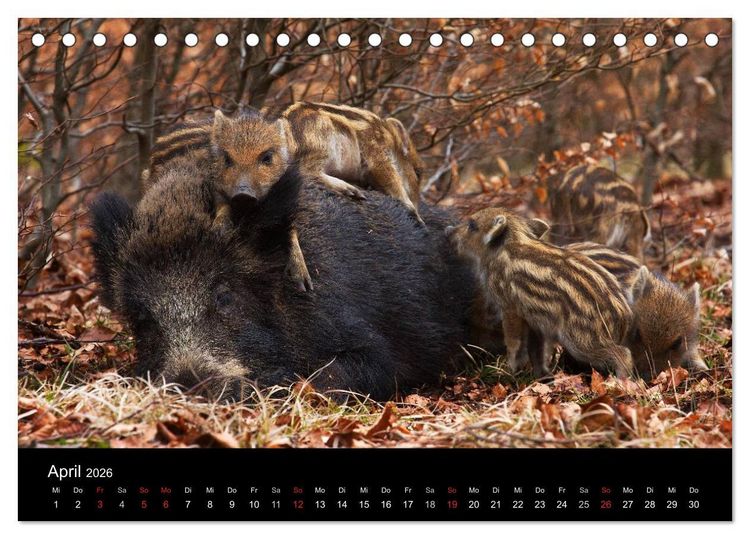 Produktbild: Wilde Wutzen. Das heimische Wildschwein (Tischkalender 2026 DIN A5 quer), CALVENDO Monatskalender
