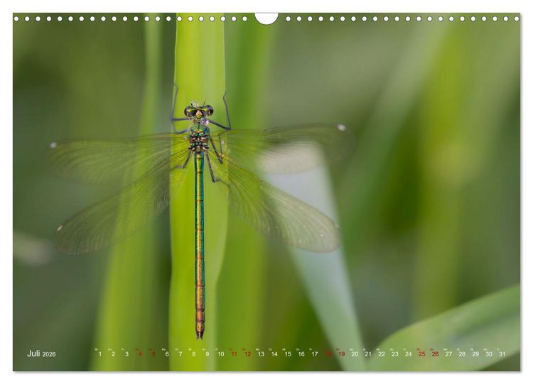Produktbild: Naturwunder Libellen (Wandkalender 2026 DIN A3 quer), CALVENDO Monatskalender