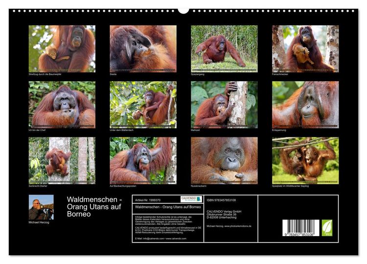 Produktbild: Waldmenschen - Orang Utans auf Borneo (hochwertiger Premium Wandkalender 2026 DIN A2 quer), Kunstdruck in Hochglanz