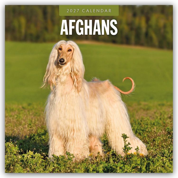 Produktbild: Afghans &ndash; Afghanischer Windhund 2027 &ndash; 16-Monatskalender