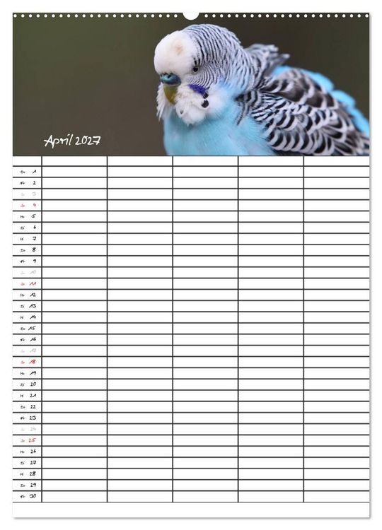 Produktbild: Wellensittiche (Wandkalender 2027 DIN A2 hoch), CALVENDO Monatskalender