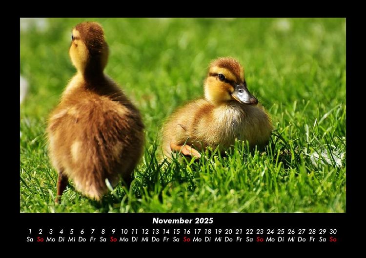 Produktbild: Enten 2025 Fotokalender DIN A3