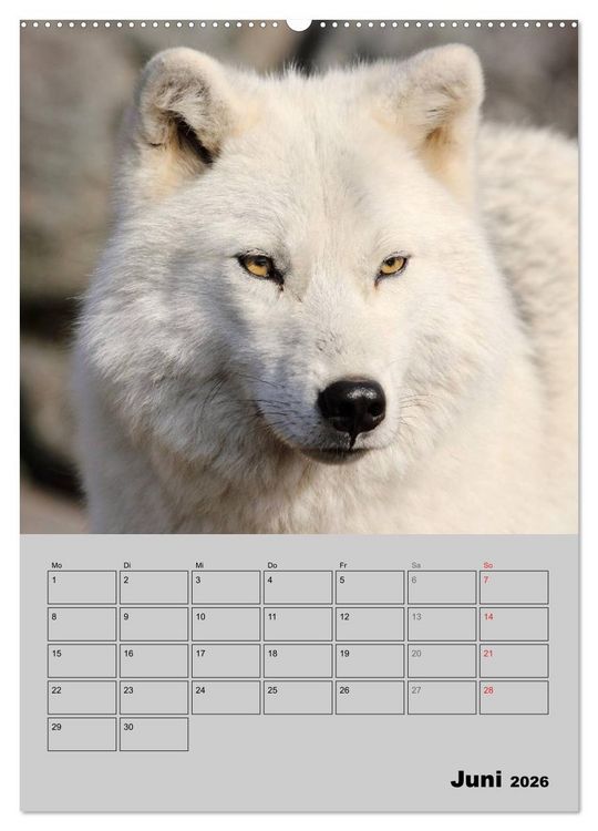 Produktbild: Wolf-Gesichter (hochwertiger Premium Wandkalender 2026 DIN A2 hoch), Kunstdruck in Hochglanz