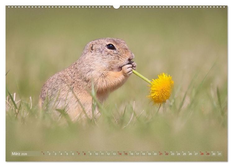 Produktbild: Zauberhafte Ziesel (hochwertiger Premium Wandkalender 2026 DIN A2 quer), Kunstdruck in Hochglanz