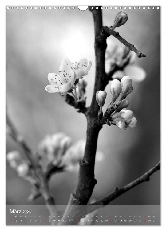Produktbild: Monochrome Bl&uuml;ten - In Schwarz-Wei&szlig; Bildern durch das Jahr (Wandkalender 2026 DIN A3 hoch), CALVENDO Monatskalender