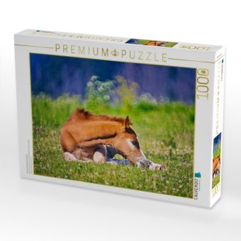 Produktbild: CALVENDO Puzzle kurze Erholung im Liegen | 1000 Teile Lege-Gr&ouml;&szlig;e 64x48cm Foto-Puzzle f&uuml;r gl&uuml;ckliche Stunden