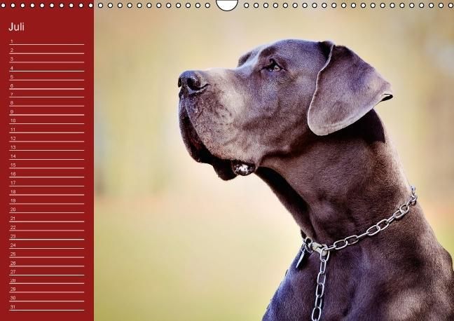 Produktbild: Deutsche Doggen / Geburtstagskalender (Wandkalender immerw&auml;hrend DIN A3 quer)
