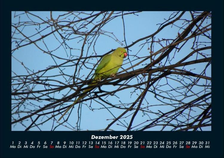 Produktbild: V&ouml;gel 2025 Fotokalender DIN A4