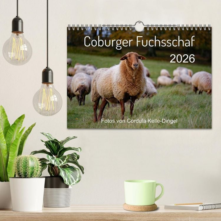 Produktbild: Coburger Fuchsschaf (Wandkalender 2026 DIN A4 quer), CALVENDO Monatskalender