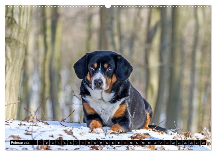 Produktbild: Entlebucher Sennenhund - treue Freunde (Wandkalender 2026 DIN A2 quer), CALVENDO Monatskalender