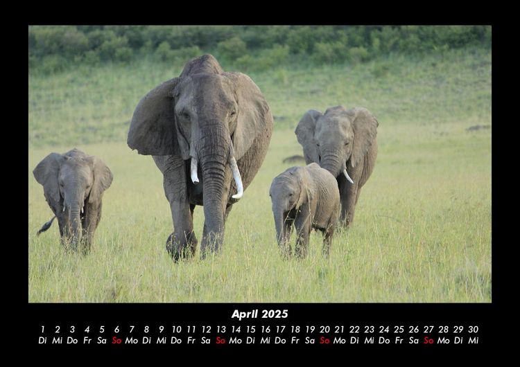 Produktbild: Der Elefantenkalender 2025 Fotokalender DIN A3