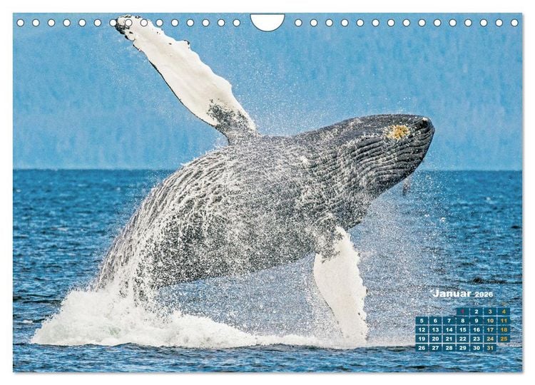 Produktbild: Buckelwale: Aus den blauen Tiefen der Ozeane (Wandkalender 2026 DIN A4 quer), CALVENDO Monatskalender