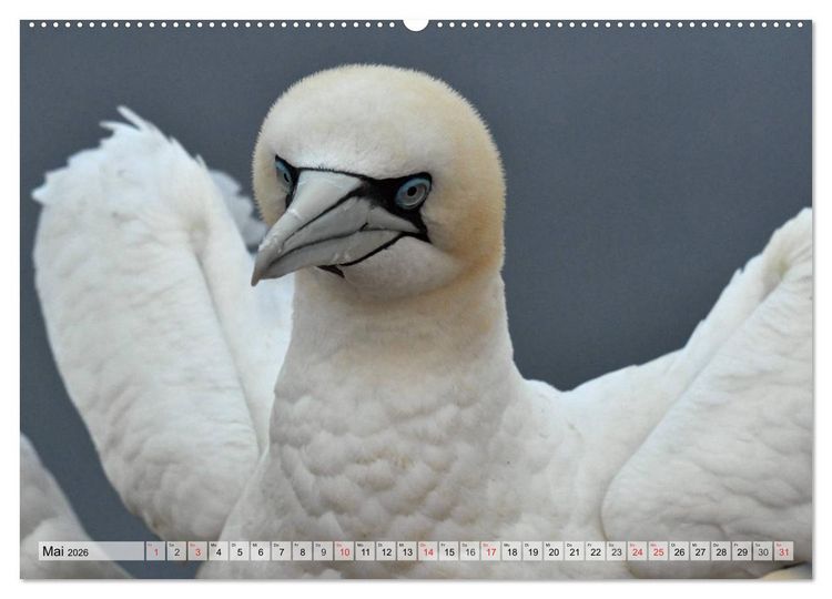 Produktbild: Sch&ouml;ne Basst&ouml;lpel (Wandkalender 2026 DIN A2 quer), CALVENDO Monatskalender