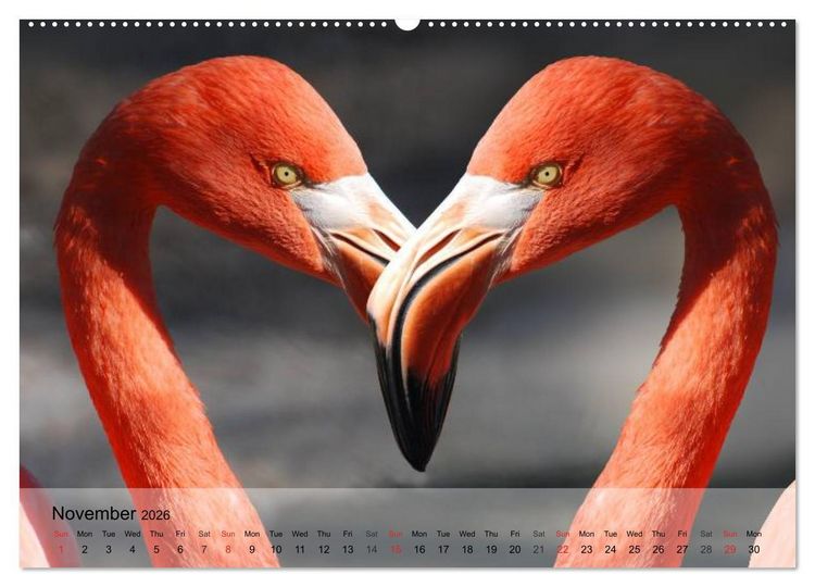 Produktbild: Flamingos Think pink (High Quality Premium Wall Calendar 2026 DIN A2 landscape),CALVENDO 12 Month Wall Calendar