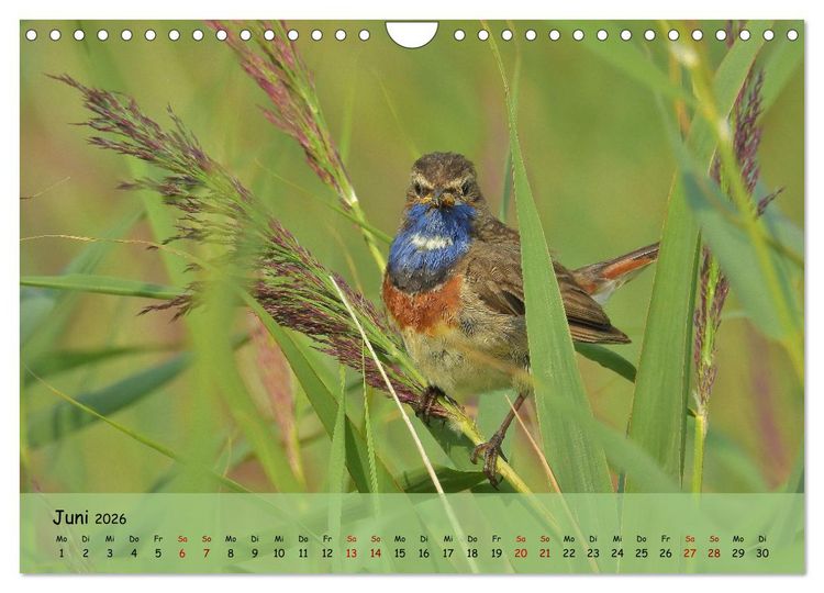Produktbild: Faszination Zugv&ouml;gel - Rekorde in der Vogelwelt (Wandkalender 2026 DIN A4 quer), CALVENDO Monatskalender