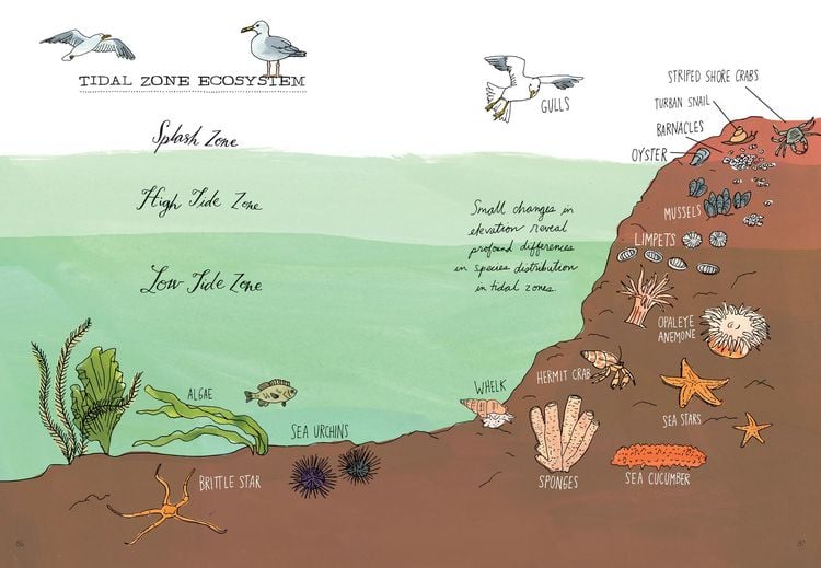 Produktbild: Ocean Anatomy