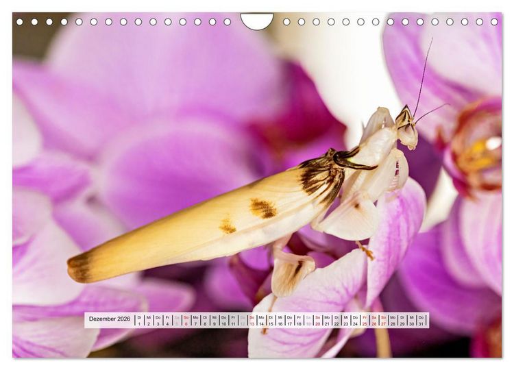 Produktbild: Die Orchideen Gottesanbeterin (Wandkalender 2026 DIN A4 quer), CALVENDO Monatskalender