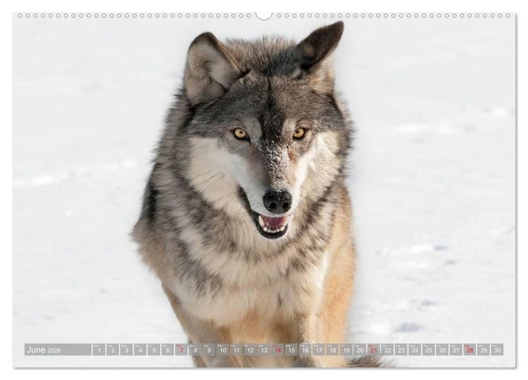 Produktbild: Wolves &bull; Faces of social hunters (High Quality Premium Wall Calendar 2026 DIN A2 landscape),CALVENDO 12 Month Wall Calendar