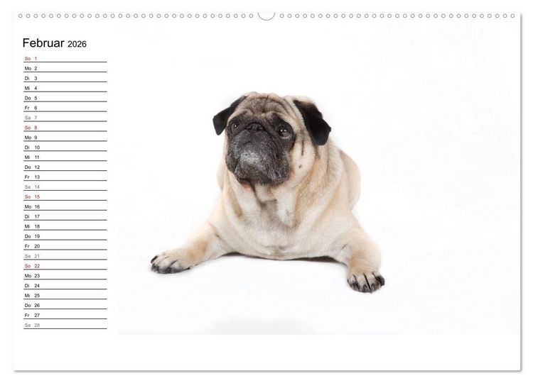 Produktbild: Mops - unwiderstehlich und charmant (hochwertiger Premium Wandkalender 2026 DIN A2 quer), Kunstdruck in Hochglanz
