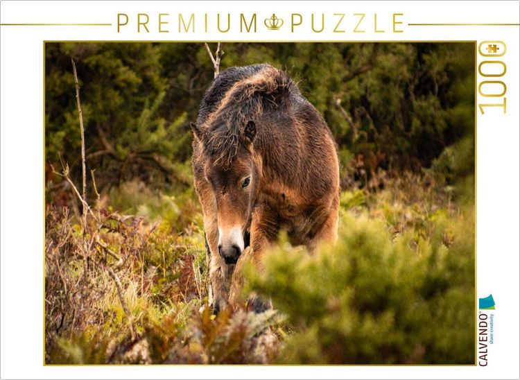 Produktbild: CALVENDO Puzzle Sch&uuml;chternes Fohlen | 1000 Teile Lege-Gr&ouml;&szlig;e 64x48cm Foto-Puzzle f&uuml;r gl&uuml;ckliche Stunden