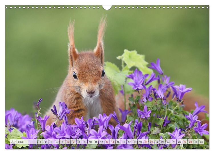 Produktbild: Besondere Augenblicke mit Eichh&ouml;rnchen (Wandkalender 2026 DIN A3 quer), CALVENDO Monatskalender