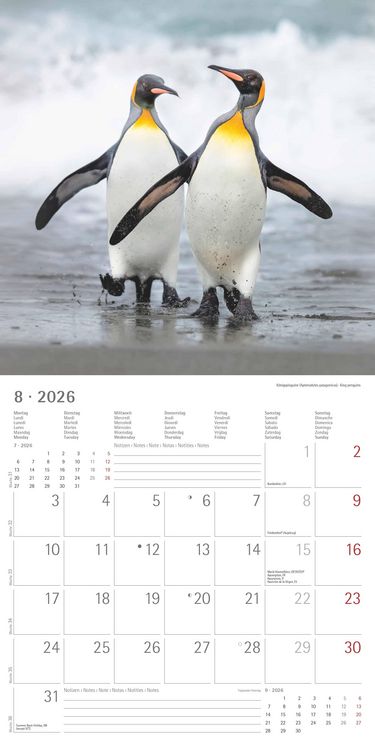 Pinguine 2026 - Broschürenkalender 30x30 cm (30x60 geöffnet) - Kalender mit Platz für Notizen - Penguins - Bildkalender - Wandplaner - Wandkalender