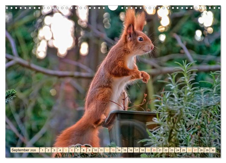 Produktbild: Eichh&ouml;rnchen - immer wieder s&uuml;&szlig; (Wandkalender 2026 DIN A3 quer), CALVENDO Monatskalender