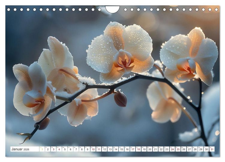Produktbild: Orchideen - farbenfroh durchs Jahr (Wandkalender 2026 DIN A4 quer), CALVENDO Monatskalender